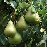 Груша обыкновенная Осенняя Яковлева 3-5 ltr, 100-180см