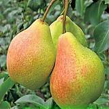 Груша обыкновеная Нежность 3-5 ltr, 100-180см