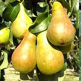 Груша обыкновеная Сапфира колоновидная 3-5 ltr, 100-180см