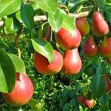 Груша обыкновенная Нарядная Ефимова 3-5 ltr, 100-180см