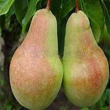 Груша обыкновенная Волжская Красавица 3-5 ltr, 100-180см