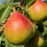 Груша обыкновенная Московская Ранняя 3-5 ltr, 100-180см