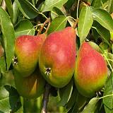 Груша обыкновенная Любимица Клаппа 3-5 ltr, 100-180см