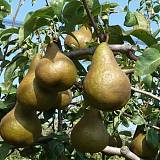 Груша обыкновенная Кайзер 3-5 ltr, 100-180см