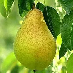 Груша обыкновенная Крупная Сладкая 3-5 ltr, 100-180см