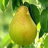Груша обыкновенная Крупная Сладкая 3-5 ltr, 100-180см