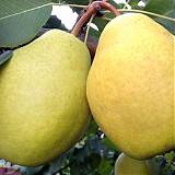 Груша обыкновенная Ларинское 3-5 ltr, 100-180см