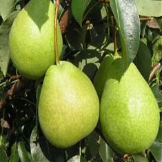 Груша обыкновенная Есенинская 3-5 ltr, 100-180см