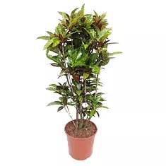 Кодиеум Фреклес - Codiaeum Freckles D30 H140