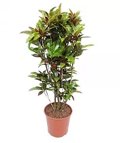 Кодиеум Фреклес - Codiaeum Freckles D30 H140