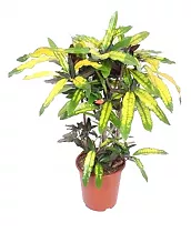 Кодиеум Манго - Codiaeum Mango D27 H110