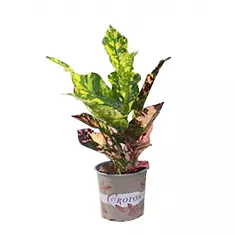 Кодиеум Магнифисент - Codiaeum Magnificent D13 H35