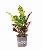 Кодиеум Магнифисент - Codiaeum Magnificent D13 H35