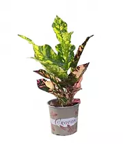 Кодиеум Магнифисент - Codiaeum Magnificent D13 H35