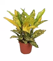 Кодиеум Голд Сан - Codiaeum Gold Sun D12 H30