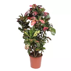 Кодиеум Магнифисент - Codiaeum Magnificent D30 H130