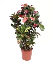 Кодиеум Магнифисент - Codiaeum Magnificent D30 H130