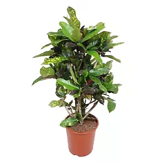 Кодиеум Магнифисент - Codiaeum Magnificent D27 H110