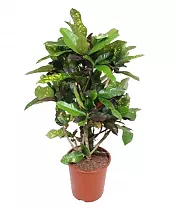 Кодиеум Магнифисент - Codiaeum Magnificent D27 H110