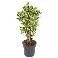 Кодиеум Эбурнеум - Codiaeum Eberneum Branched D24 H80