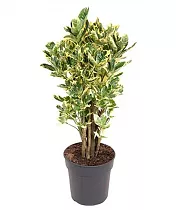 Кодиеум Эбурнеум - Codiaeum Eberneum Branched D24 H80