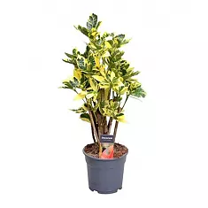 Кодиеум Эбурнеум - Codiaeum Eberneum Branched D17 H55