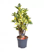 Кодиеум Эбурнеум - Codiaeum Eberneum Branched D17 H55