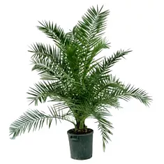 Пальма Финик Канарский - Phoenix canariensis D30 H180