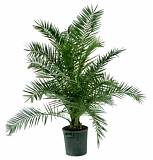 Пальма Финик Канарский - Phoenix canariensis D30 H180