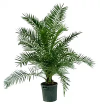Пальма Финик Канарский - Phoenix canariensis D30 H180