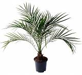 Пальма Финик Робелини - Phoenix roebelenii D14 H45