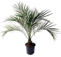 Пальма Финик Робелини - Phoenix roebelenii D14 H45