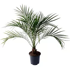 Пальма Финик Робелини - Phoenix roebelenii D14 H45