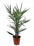 Пальма Финик Канарский - Phoenix canariensis D22 H100