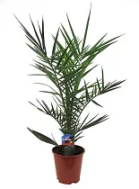 Пальма Финик Канарский - Phoenix canariensis D22 H100