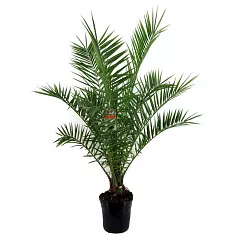 Пальма Финик Канарский - Phoenix canariensis D30 H210