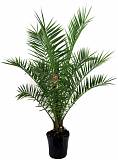 Пальма Финик Канарский - Phoenix canariensis D30 H210