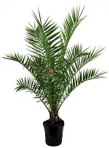 Пальма Финик Канарский - Phoenix canariensis D30 H210