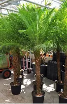 Финик Робелини - Phoenix roebelenii D50 H300