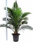 Пальма Финик Канарский - Phoenix canariensis D30 H225