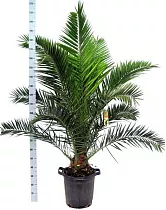 Пальма Финик Канарский - Phoenix canariensis D30 H225