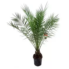 Пальма Финик Канарский - Phoenix canariensis D24 H150