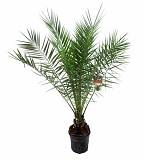Пальма Финик Канарский - Phoenix canariensis D24 H150