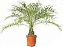 Пальма Финик Робелини - Phoenix roebelenii D15 H65