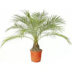 Пальма Финик Робелини - Phoenix roebelenii D15 H65