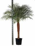 Пальма Финик Робелини - Phoenix roebelenii D40 H200