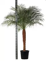 Пальма Финик Робелини - Phoenix roebelenii D40 H200