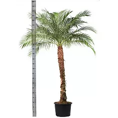 Пальма Финик Робелини - Phoenix roebelenii D40 H230