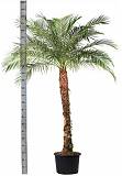 Пальма Финик Робелини - Phoenix roebelenii D40 H230