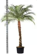 Пальма Финик Робелини - Phoenix roebelenii D40 H230